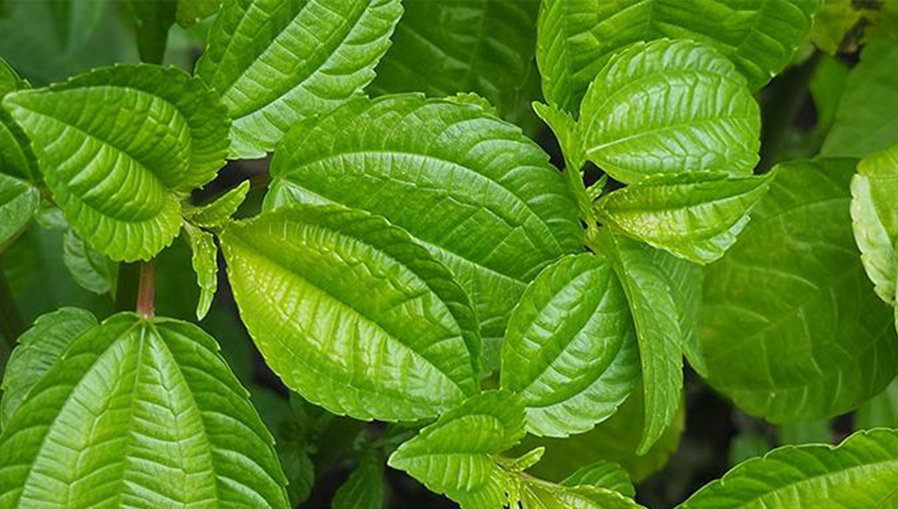 Kaya Antioksidan dan Serat, Ini Manfaat Daun Pohpohan yang Perlu Anda Ketahui