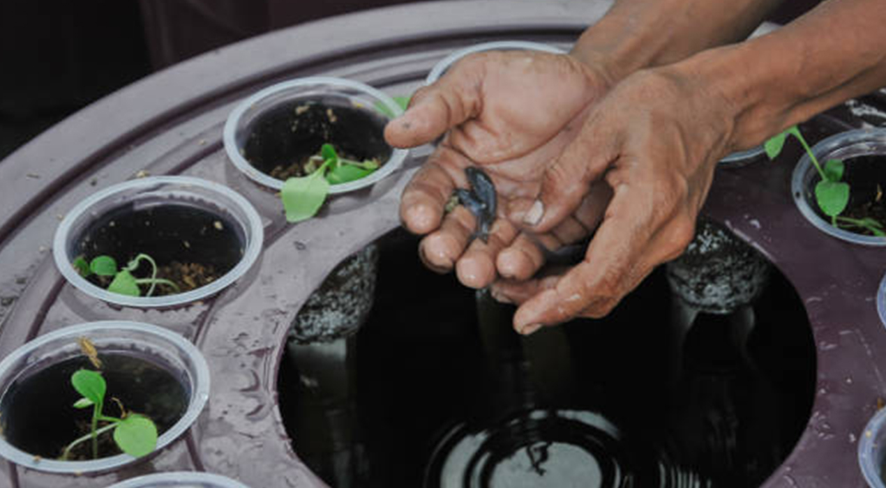 Tutorial Akuaponik Sederhana di Rumah, Panen Ikan dan Sayur Sekaligus