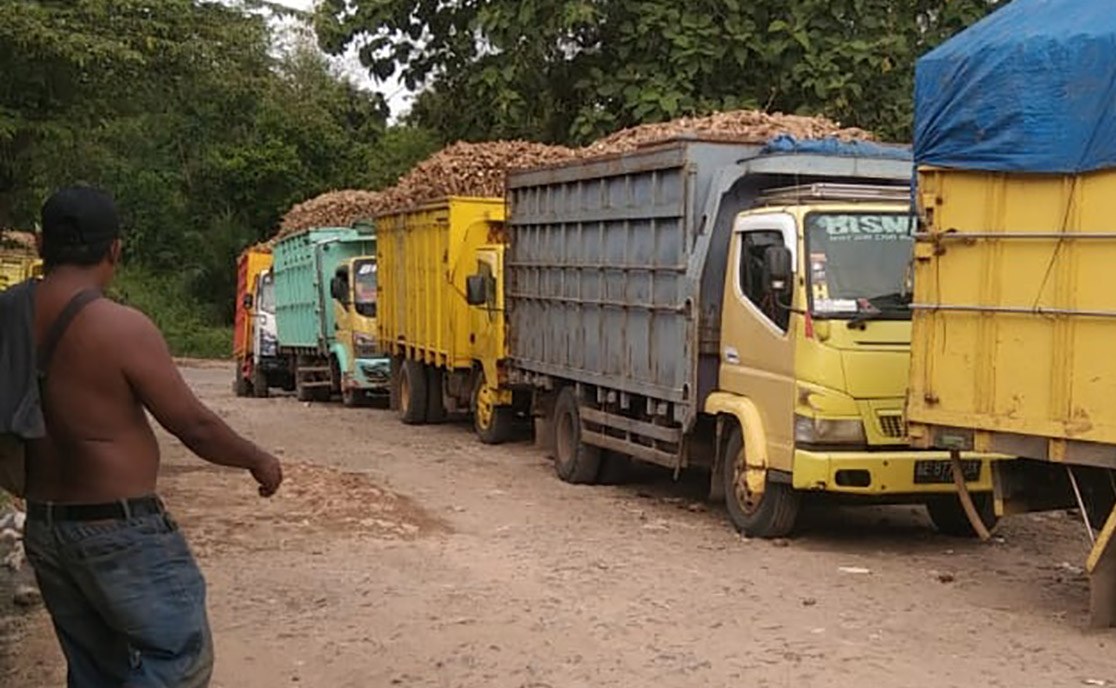 Pabrik Singkong Banyak Tutup, Asperti Minta Gubernur Lampung Evaluasi Implementasi Harga Dasar Singkong