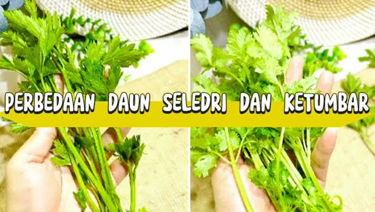 Sekilas Mirip, Ini Perbedaan Daun Ketumbar dan Daun Seledri dari Aroma hingga Khasiat