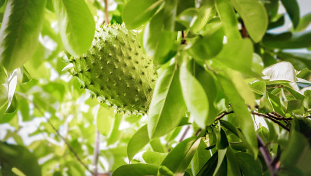 7 Manfaat Daun Sirsak untuk Kesehatan, Herbal Alami yang Banyak Dicari Masyarakat