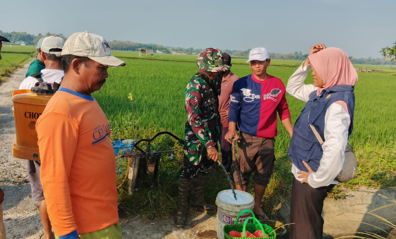 Sinergi untuk Swasembada: Babinsa dan Petani di Kampung Suka Agung Way Kanan Bersatu Lawan Hama Wereng