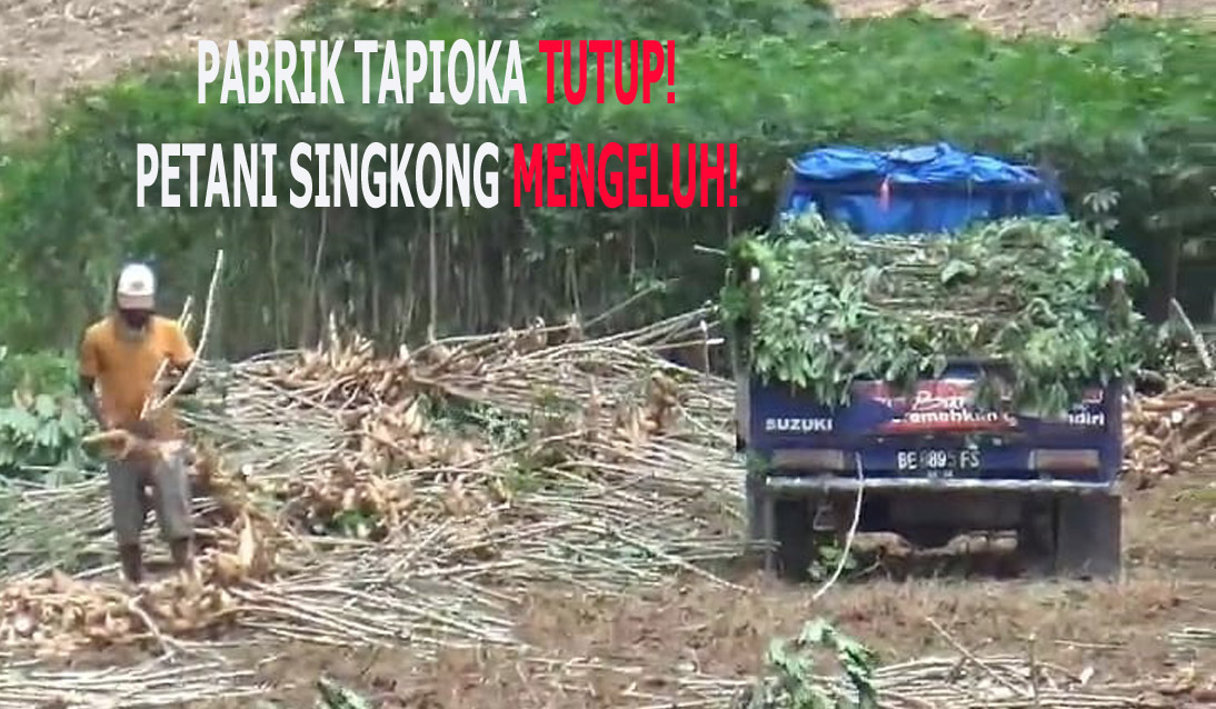 Petani Singkong Lampung Mengeluh Pabrik Tapioka Tutup Usai Pergub 36/2025, Kadin Dorong Solusi Terbaik