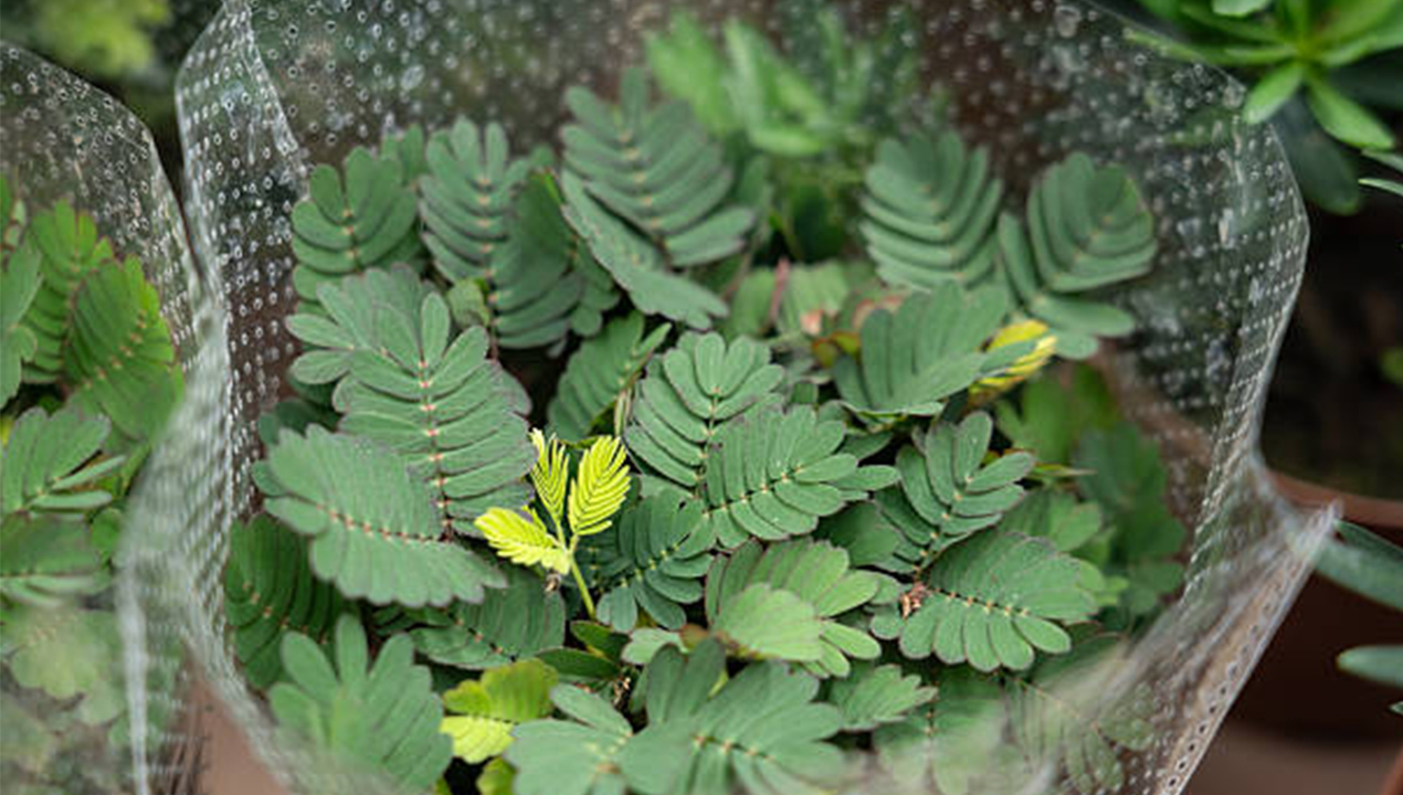 7 Manfaat Daun Putri Malu untuk Kesehatan, Herbal Liar yang Ternyata Kaya Khasiat