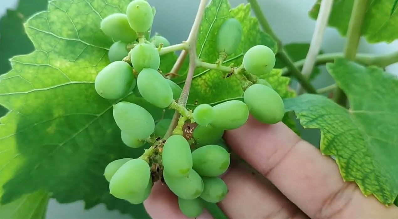 Bisakah Anggur Ditanam Secara Hidroponik? Ini Fakta Mengejutkan & Cara Lengkapnya!