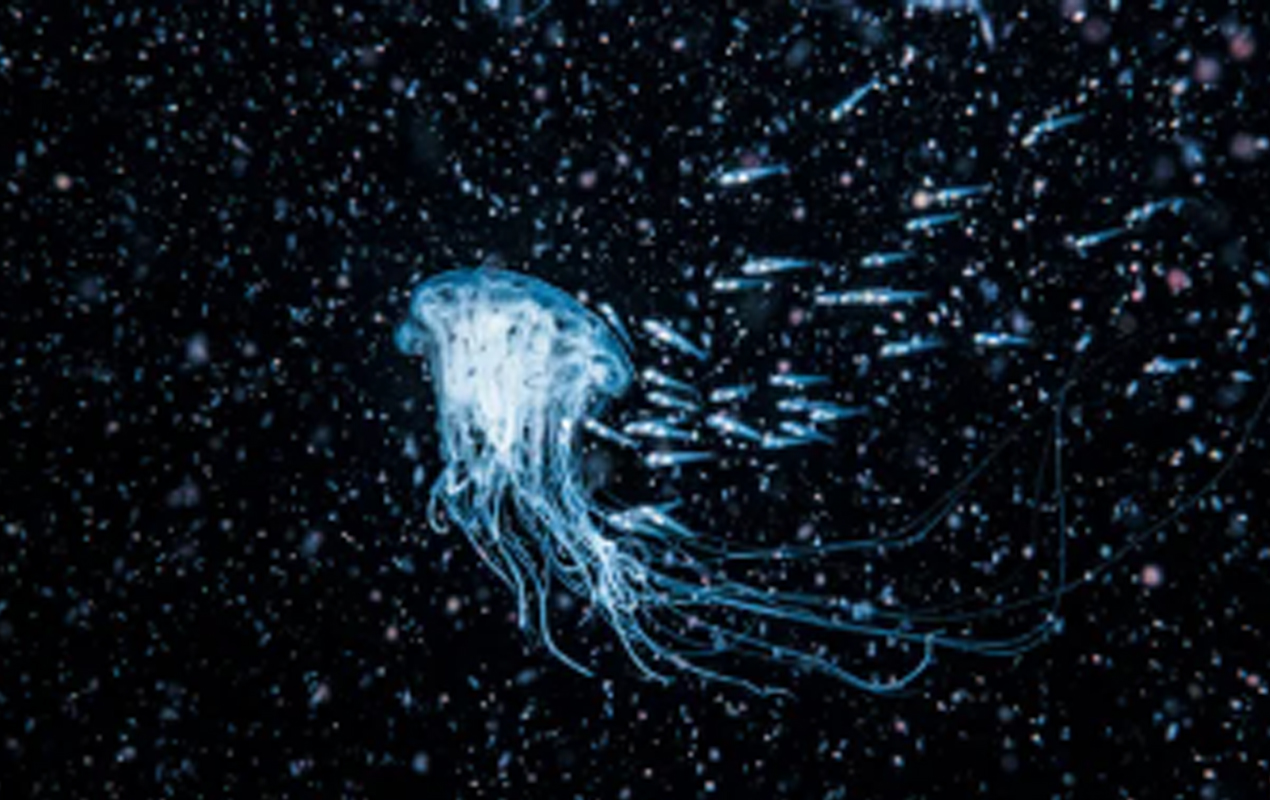 Misteri Laut Dalam: Dunia Gelap yang Menyimpan Kehidupan dan Fenomena Tak Terduga (Part 2)