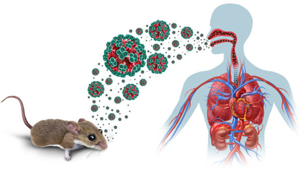 Waspada Hantavirus! Ini Cara Penularan, Gejala, dan Situasi Terbaru di Indonesia