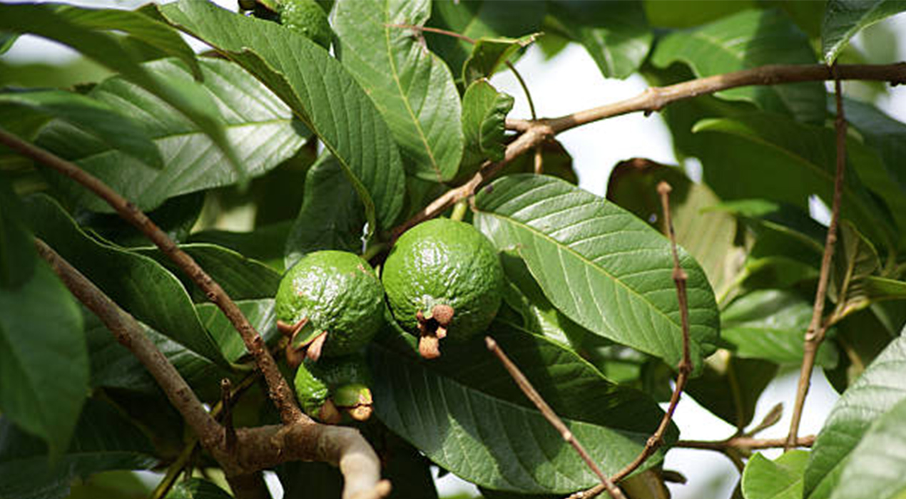 Ampuh Secara Alami! 7 Manfaat Daun Jambu Biji untuk Kesehatan yang Jarang Diketahui