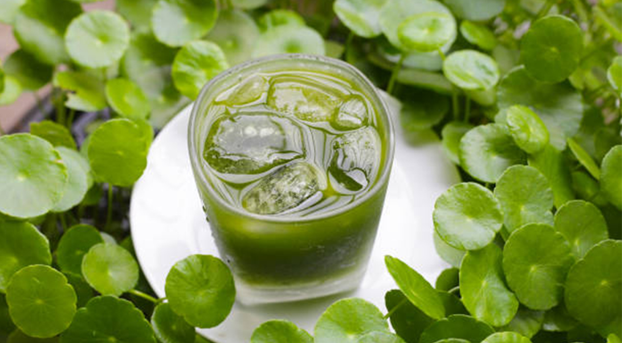 Rahasia Daun Pegagan: 7 Khasiat Luar Biasa untuk Otak, Kulit, dan Daya Tahan Tubuh