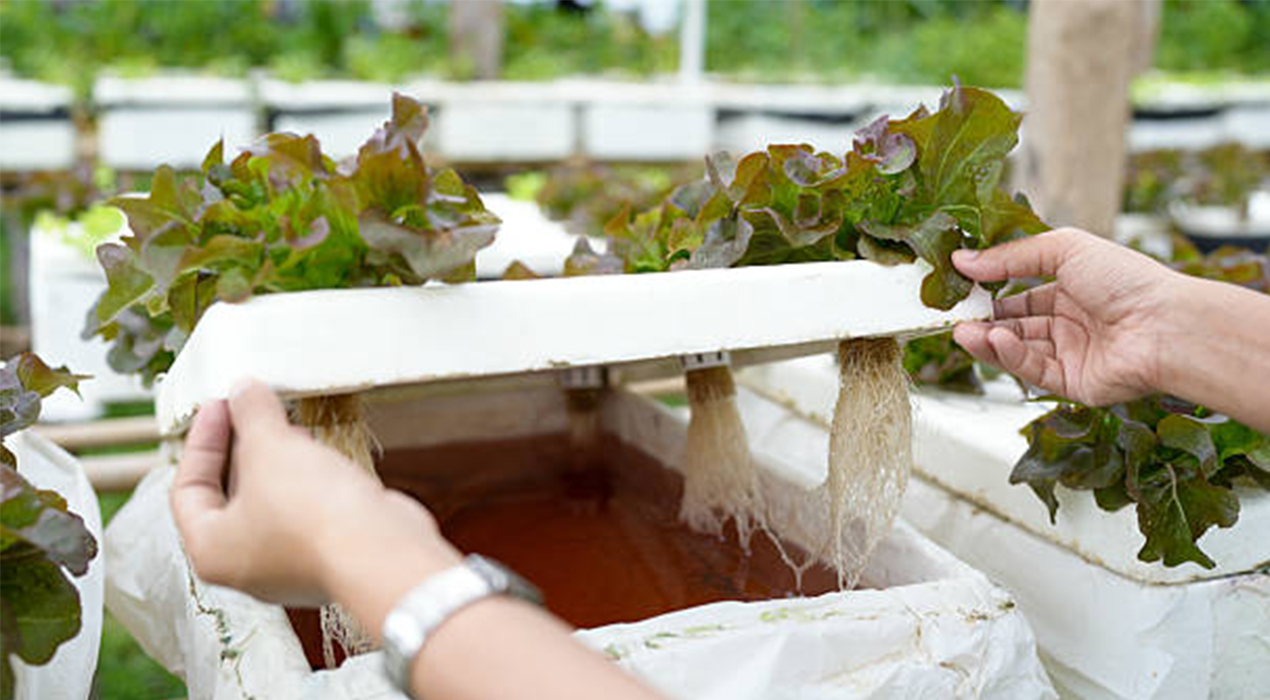 Perbedaan Sistem Hidroponik Lengkap: 7 Metode Terbaik, Cara Kerja, Kelebihan, dan Kekurangannya