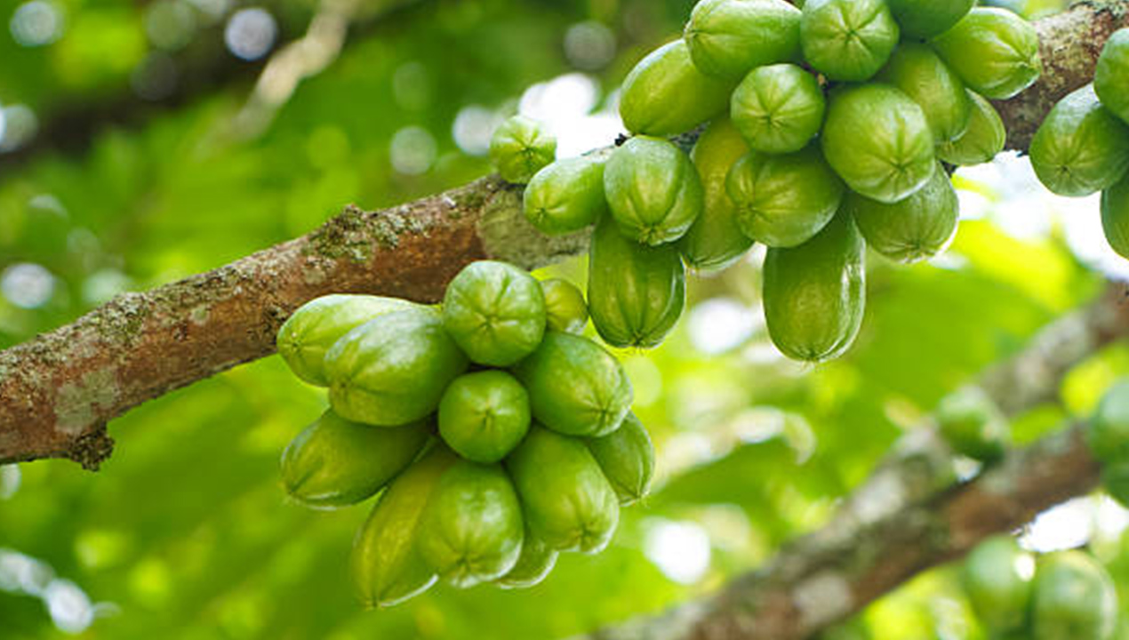Belimbing Wuluh Ternyata Super Sehat! Ini Kandungan Nutrisi dan Segudang Manfaatnya