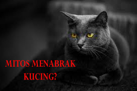 Menabrak Kucing Menyebabkan Sial? Simak Penjelasannya