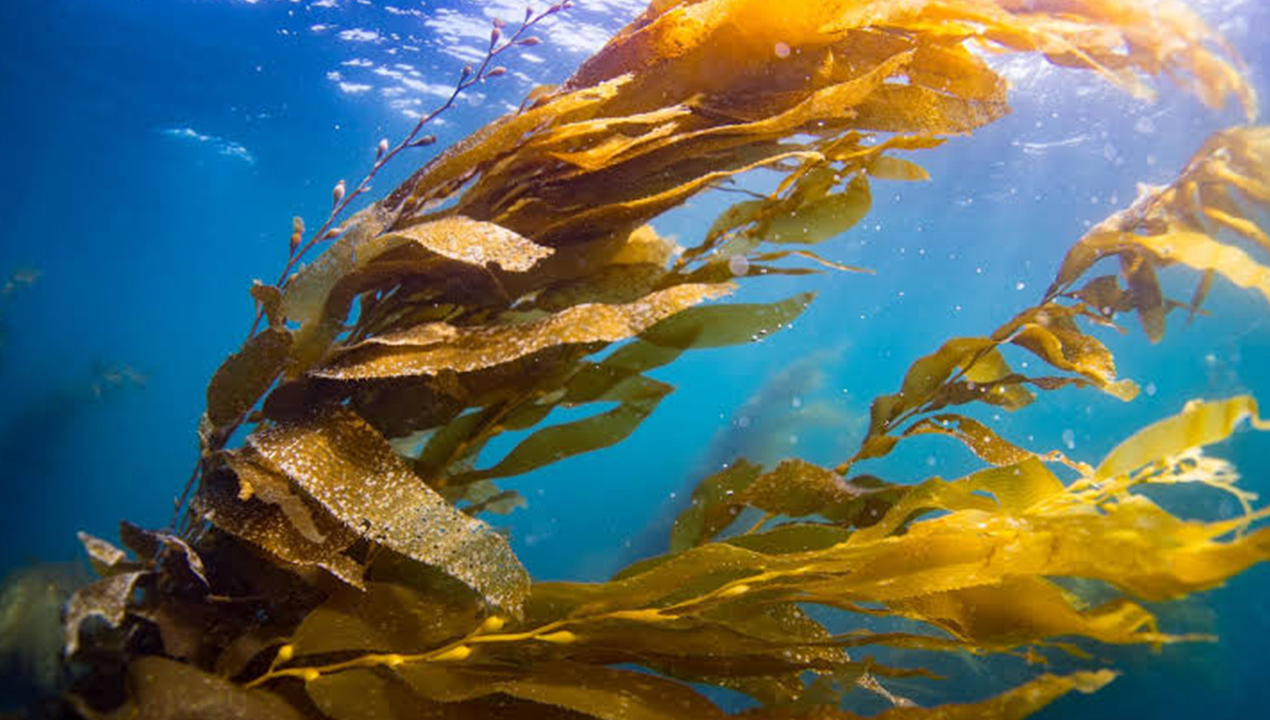 Sering Dijadikan Makanan dan Suplemen, Ini Manfaat Kelp yang Perlu Diketahui