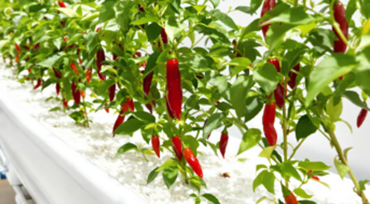 Panduan Lengkap Setup Hidroponik Cabai dan Tomat agar Hasil Maksimal, Cocok untuk Skala Rumah hingga Bisnis