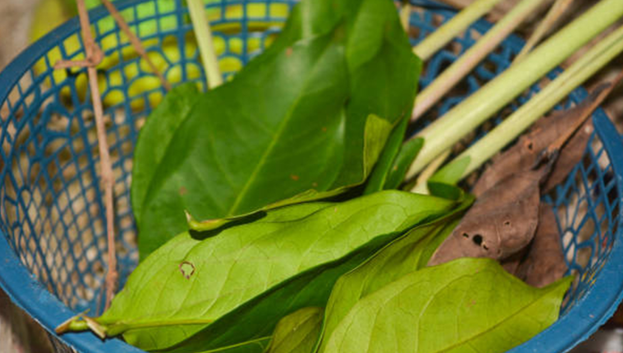 Daun Salam Ternyata Bukan Sekadar Bumbu Dapur, Ini 7 Manfaatnya untuk Kesehatan