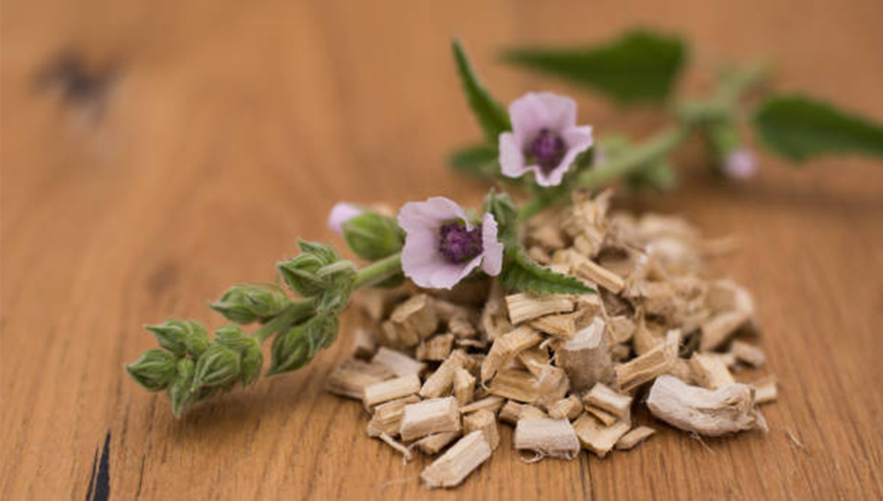 Mengenal Akar Marshmallow, Herbal Kaya Kandungan Aktif dengan Banyak Khasiat