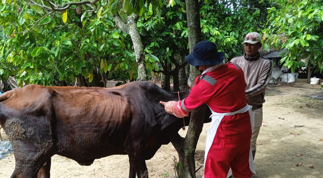 Heboh! Ratusan Sapi di Lampung Timur Diduga Terjangkit Penyakit, Peternak Mulai Resah