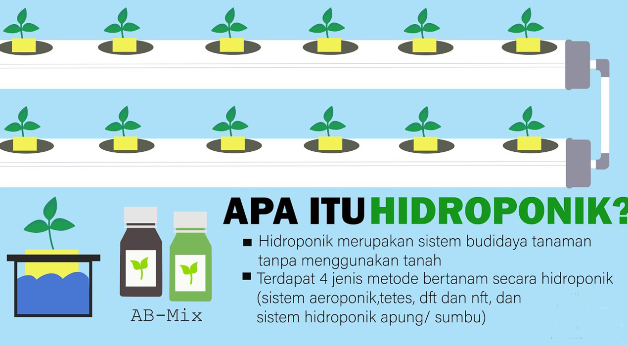 Apa Itu Hidroponik? Cara Bertani Modern Tanpa Tanah yang Lagi Viral
