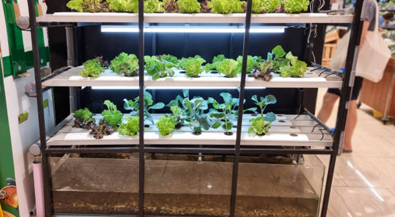 7 Ikan Terbaik untuk Aquaponik: Cepat Panen, Tahan Banting, dan Menguntungkan!