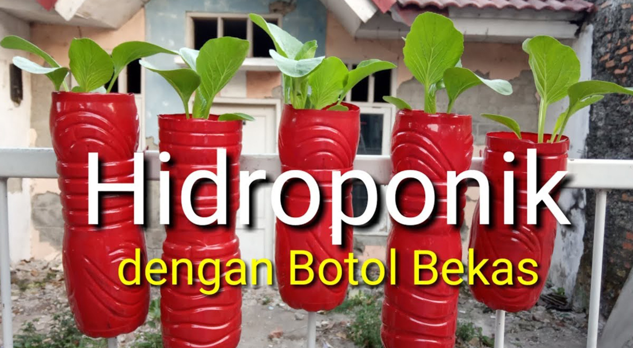 Cuma Modal Botol Bekas, Bisa Panen Cepat! Ini Sistem Hidroponik Murah yang Jarang Diketahui