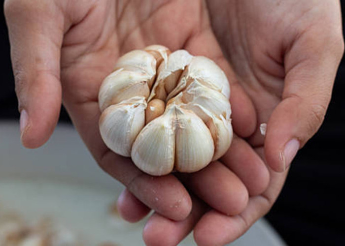 Jangan Sepelekan Bawang Putih! Ini 10 Manfaat Luar Biasa untuk Jantung, Imunitas, dan Kesehatan Tubuh