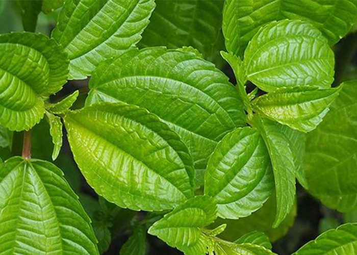 Kaya Antioksidan dan Serat, Ini Manfaat Daun Pohpohan yang Perlu Anda Ketahui
