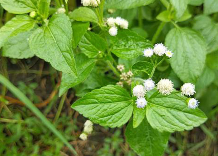 Manfaat Daun Bandotan yang Jarang Diketahui: Herbal Liar dengan Khasiat Luar Biasa untuk Kesehatan