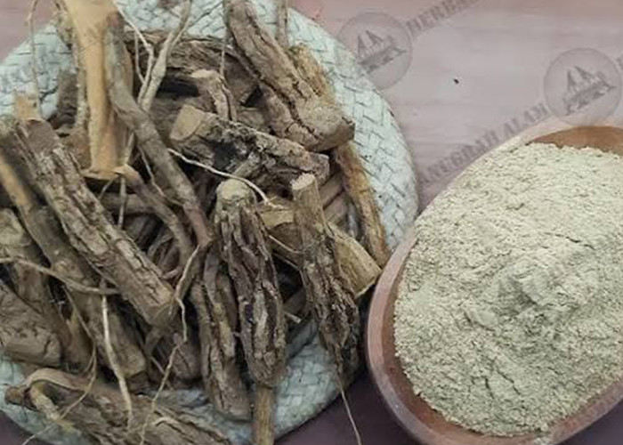 Tak Banyak yang Tahu! Ini Manfaat Akar Pule dan Kandungan Aktif yang Mendukung Kesehatan