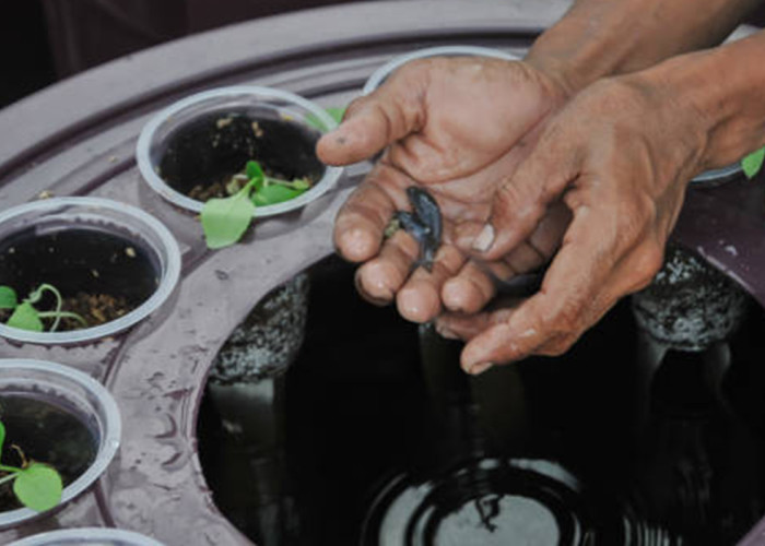 Tutorial Akuaponik Sederhana di Rumah, Panen Ikan dan Sayur Sekaligus