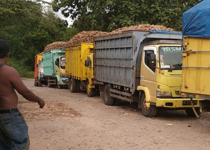 Pabrik Singkong Banyak Tutup, Asperti Minta Gubernur Lampung Evaluasi Implementasi Harga Dasar Singkong