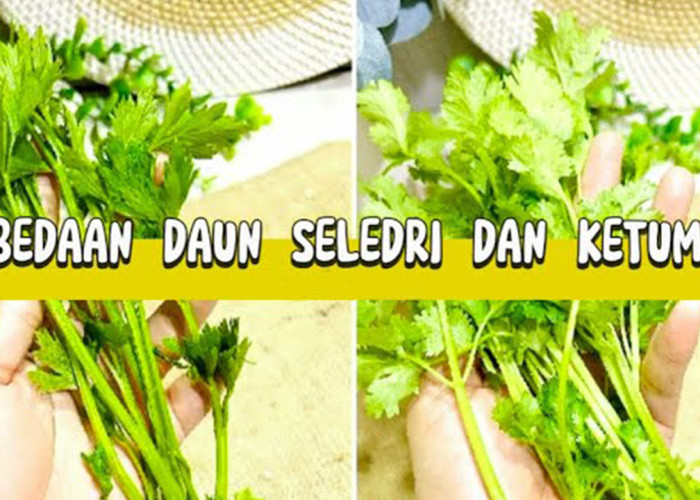 Sekilas Mirip, Ini Perbedaan Daun Ketumbar dan Daun Seledri dari Aroma hingga Khasiat