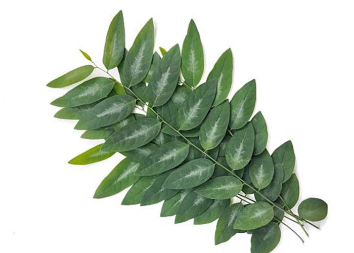 Kenali Khasiat Daun Katuk: Superfood Lokal dengan Segudang Nutrisi