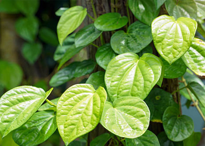 Rahasia Daun Sirih untuk Kesehatan: Manfaat Alami dari Mulut hingga Imunitas Tubuh