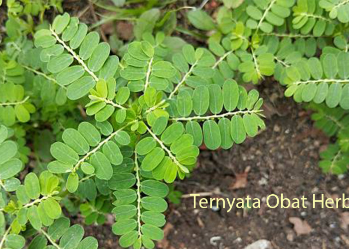 Khasiat Meniran untuk Kesehatan: Tanaman Liar yang Ternyata Ampuh Tingkatkan Imun Tubuh
