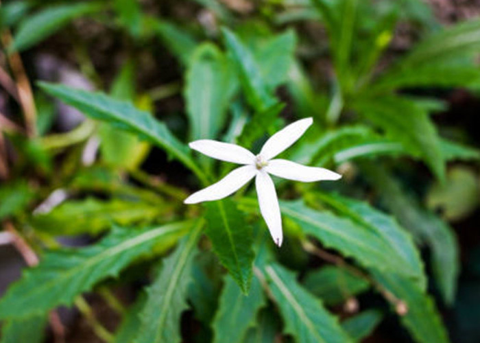 Mengenal Ki Tolod, Tanaman Herbal dengan Segudang Manfaat untuk Kesehatan Tubuh