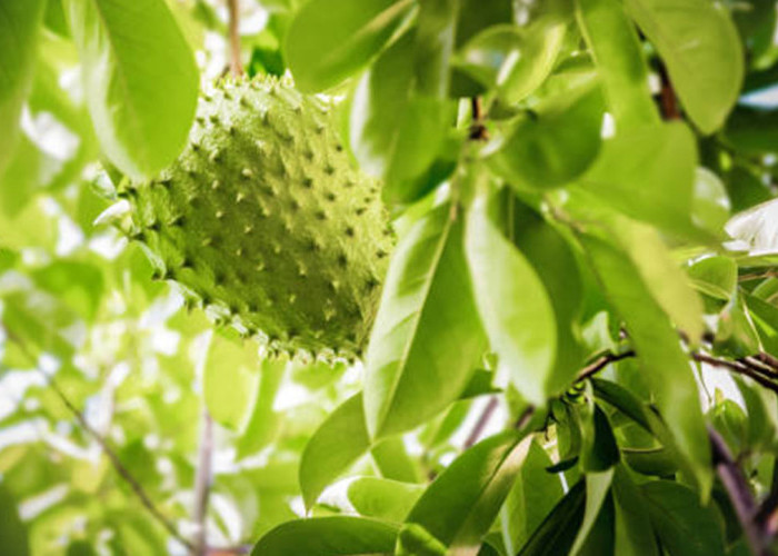 7 Manfaat Daun Sirsak untuk Kesehatan, Herbal Alami yang Banyak Dicari Masyarakat
