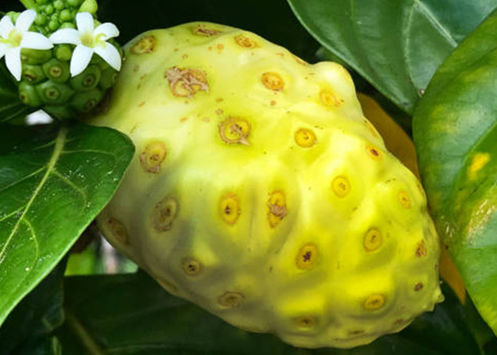 Jarang Diketahui, Ini 10 Khasiat Buah Bengkudu untuk Kesehatan yang Sayang Dilewatkan