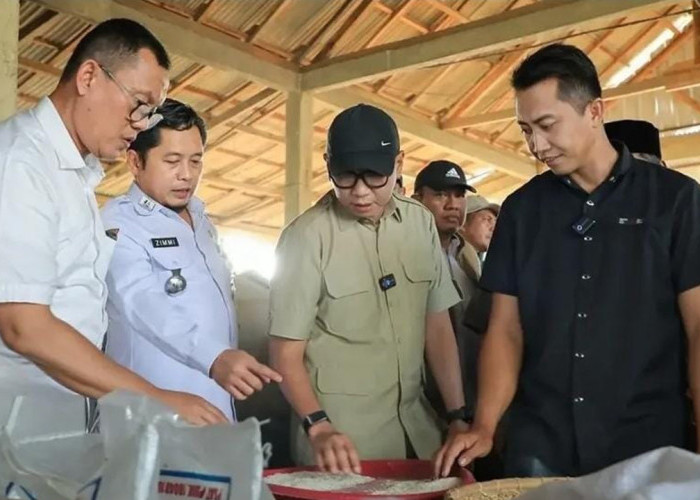 Gubernur Mirza Dorong Pupuk Hayati Cair, Kopi Lampung Berbuah Lebih Cepat dan Berkualitas