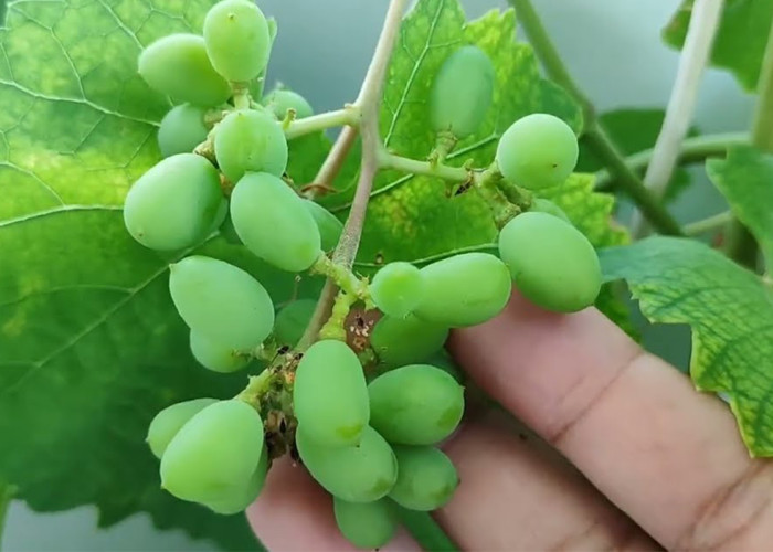 Bisakah Anggur Ditanam Secara Hidroponik? Ini Fakta Mengejutkan & Cara Lengkapnya!