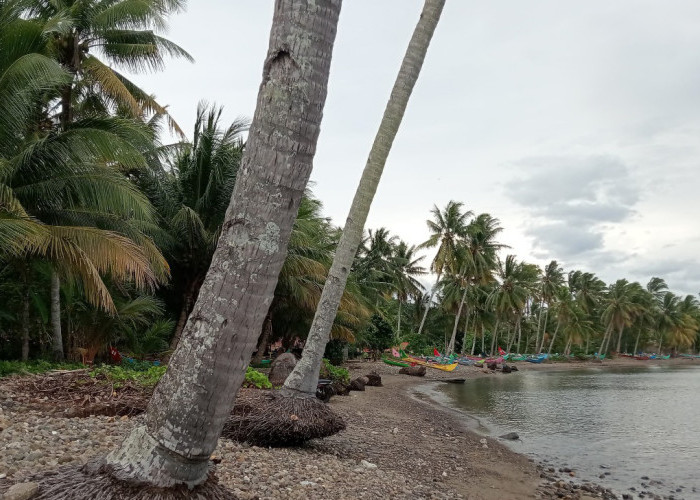 Abrasi di Way Nipah Makin Parah! Perkebunan Kelapa Rakyat, Permukiman, dan Infrastruktur Mulai Terdampak