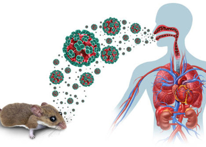Waspada Hantavirus! Ini Cara Penularan, Gejala, dan Situasi Terbaru di Indonesia