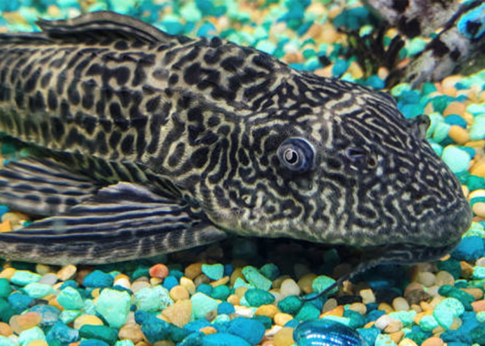 Ikan Sapu-Sapu: Manfaat, Bahaya, dan Fakta Unik yang Jarang Diketahui