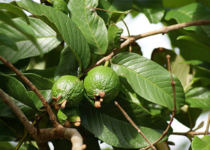 Ampuh Secara Alami! 7 Manfaat Daun Jambu Biji untuk Kesehatan yang Jarang Diketahui