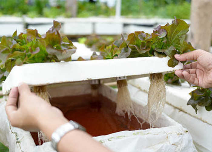 Perbedaan Sistem Hidroponik Lengkap: 7 Metode Terbaik, Cara Kerja, Kelebihan, dan Kekurangannya