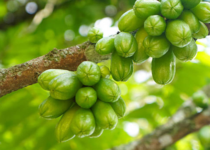 Belimbing Wuluh Ternyata Super Sehat! Ini Kandungan Nutrisi dan Segudang Manfaatnya