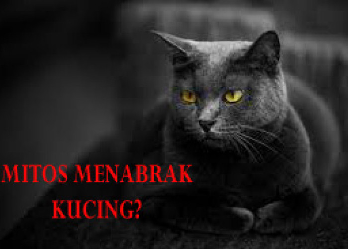 Menabrak Kucing Menyebabkan Sial? Simak Penjelasannya