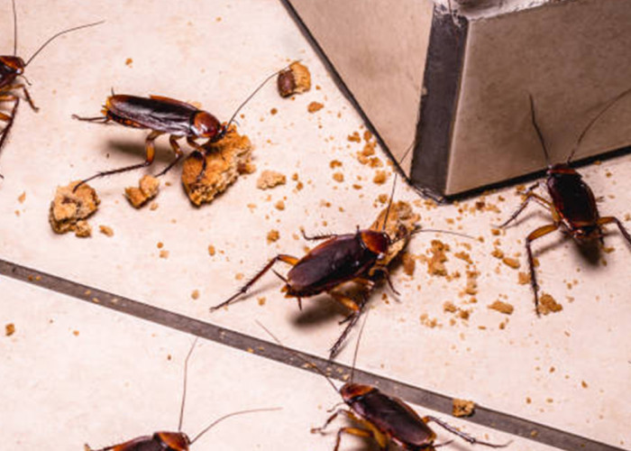 10 Fakta Mengejutkan Tentang Kecoa yang Bikin Merinding, Nomor 5 Sulit Dipercaya!