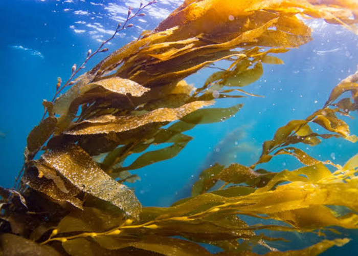 Sering Dijadikan Makanan dan Suplemen, Ini Manfaat Kelp yang Perlu Diketahui