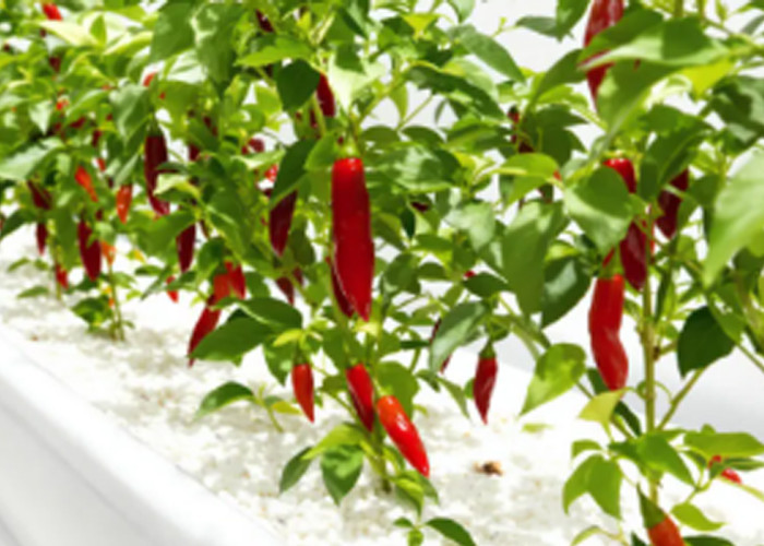 Panduan Lengkap Setup Hidroponik Cabai dan Tomat agar Hasil Maksimal, Cocok untuk Skala Rumah hingga Bisnis