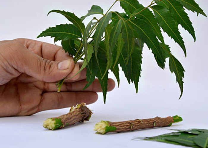 Kenali Manfaat Pohon Mimba, Tanaman Herbal yang Dipercaya Membantu Menjaga Kesehatan Tubuh